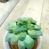 گل گیاه|گل و گیاه طبیعی|صحنه, |دیوار