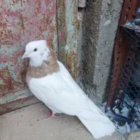 کفتر طوقی|پرنده|سنندج, |دیوار