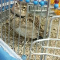 سهره خاکی|پرنده|بروجن, |دیوار