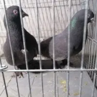 یک جفت سرکه ای هل پاپر