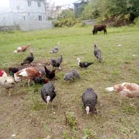 اردک اسراییلی وبوقلمون