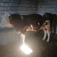 گوساله سیمتاله نر