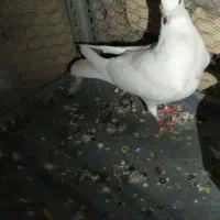 دوگل نر مهران معاوظه فوری