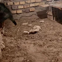 مرغ لاری اصیل