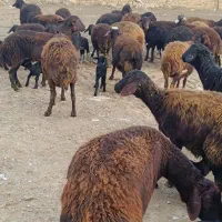 میش شیشک گوسفند قزل افشار