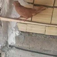 کبوتر ماده