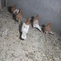 کبوتر کله زرد خوشگل قیمت مفت