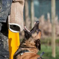 آموزش سگ/مربی سگ/تربیت سگ