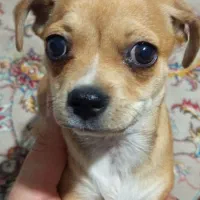 سگ شیواواماده دو ماه