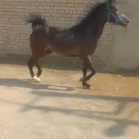 مادیون ۲.۵ساله
