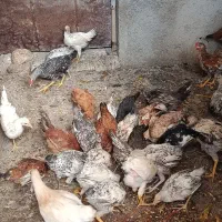 جوجه ۵الی۶ماهه