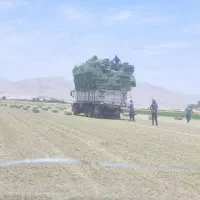 یونجه .کلش .جو درجه یک|لوازم جانبی حیوانات|اشکذر, |دیوار