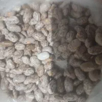 لوبیا