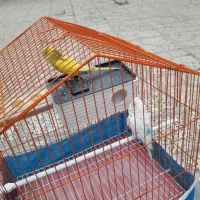 مرغ عشق|پرنده|لنجان, |دیوار