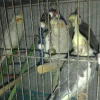 عروس هلندی