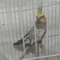 فروش عروس هلندی و مرغ عشق|پرنده|سوری, |دیوار