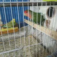 کوتوله مرغ عشق