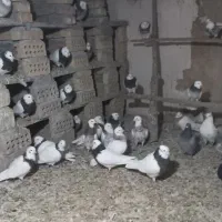 یه گل کبوتر طوقی مایدم دم سیاه|پرنده|همدان, |دیوار