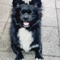 سگ بازیگوش|حیوانات|تهران, قیام|دیوار