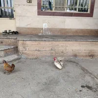 مرغ وخروس جاپنیز همراه  5 تا جوجه سر نشده|حیوانات مزرعه|ملایر, |دیوار