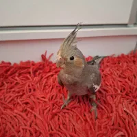 عروس هلندی ماده درشت وکشیده