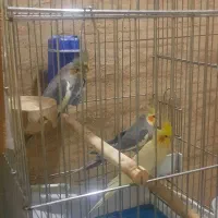 یه جفت عروس هلندی مولد همراه جوجه