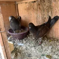 کفتر کبوتر جوجه پرشی