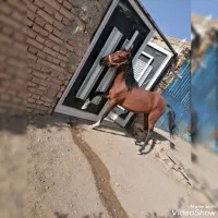 اسب مادیون به همراه کره اسب
