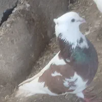 کبوتر سالم به شرت جوجه  گشت