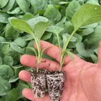 نشا توت فرنگی و کاهو و کلم رسید|خدمات باغبانی و درختکاری|رامشیر, |دیوار