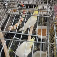 عروس هلندی|پرنده|هشتگرد, هشتگرد قدیم|دیوار