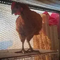 ۵ عدد نژاد اصل