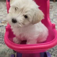 فروش سگ شیتزو