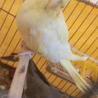 عروس هلندی ماده