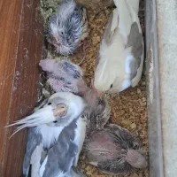 جوجه عروس سرلاکی البینو خوشکل