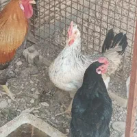 مرغ عربی اصل