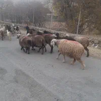 ۷عدد میش ابستن و ۱ کاوه قوچ افشار|حیوانات مزرعه|پاتاوه, |دیوار