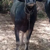 گاومیش