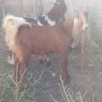 مشتری هستی تماس بگیر|حیوانات مزرعه|رامیان, |دیوار