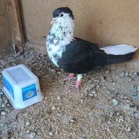 کبوتر سینه قهوای  طوق الماس  عطیقه|پرنده|زابل, |دیوار