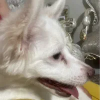 اشپیتز فوری