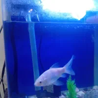 ماهی کوی  بسیار زیبا|ماهی|اراک, |دیوار