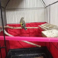 سهره نر هز.ار موجود  کشیده بلند زیبا