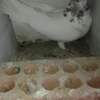 طوقی.|پرنده|نرماشیر, |دیوار