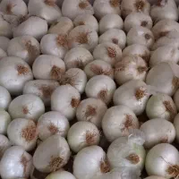 پیاز بومی از خودم کشاورزم