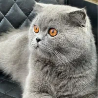 گربه اسکاتیش نر برا جفت|گربه|تبریز, |دیوار