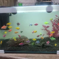 اکواریوم با ماهی