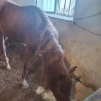 اسب مادیان کرد|اسب و تجهیزات اسب‌سواری|نهاوند, |دیوار