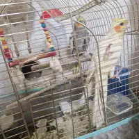 عروس هلندی|پرنده|بجنورد, |دیوار