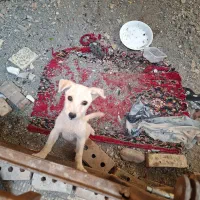 پاکوتاه نر